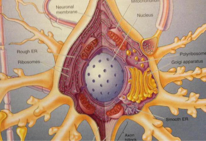 Внутреннее строение нейрона