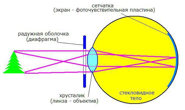 оптическая система глаза человека