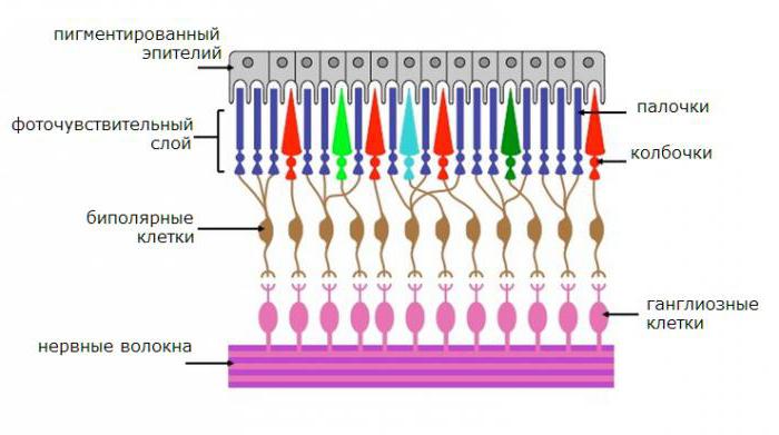 оптическая система глаза