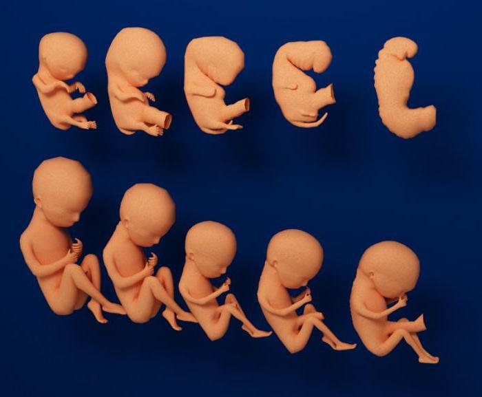 эмбриональное развитие организма