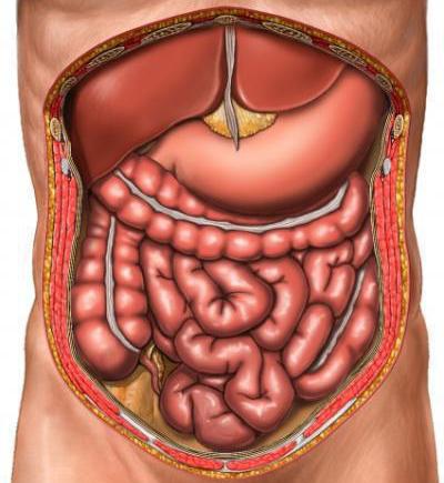 расположение органов брюшной полости