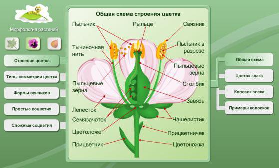 что изучает наука морфология