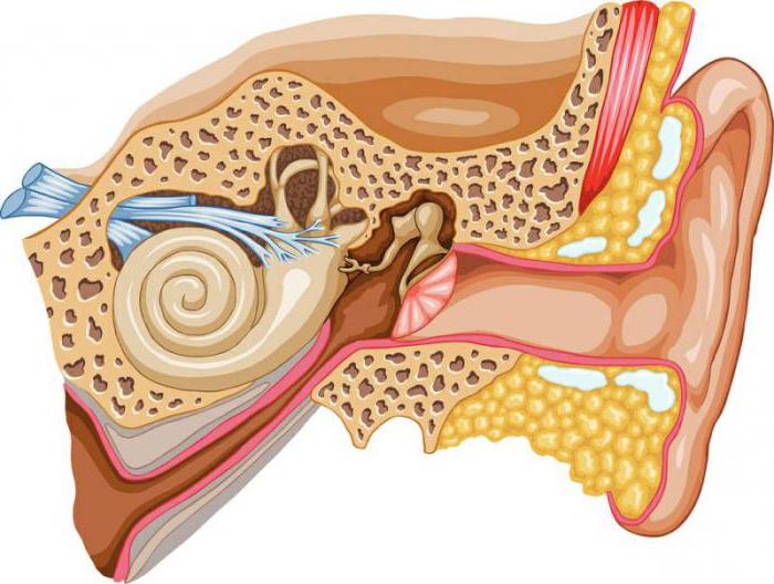 строение уха человека