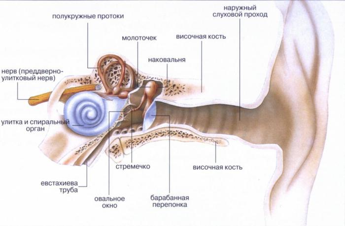 среднее ухо 