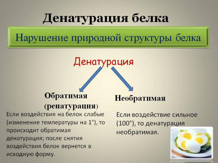 процесс денатурации белков