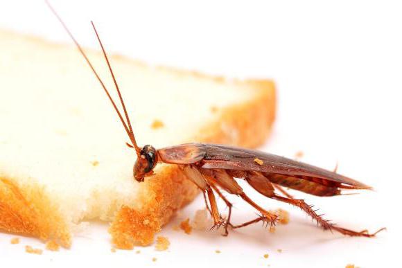 как избавиться от тараканов народными средствами