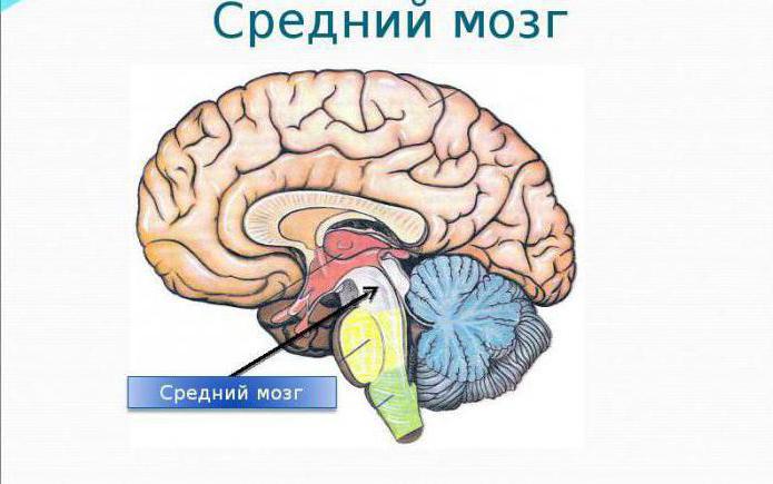 возрастные особенности средний мозг 