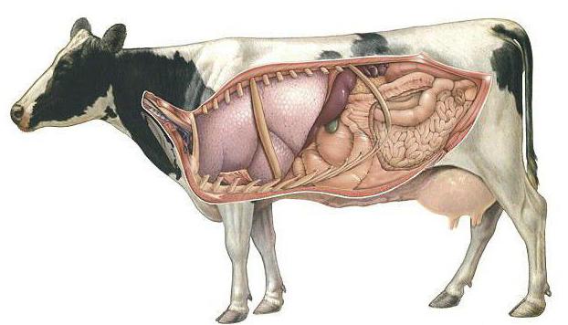 сколько желудков у коров