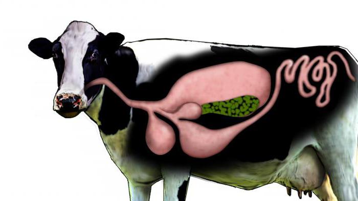количество желудков у коровы