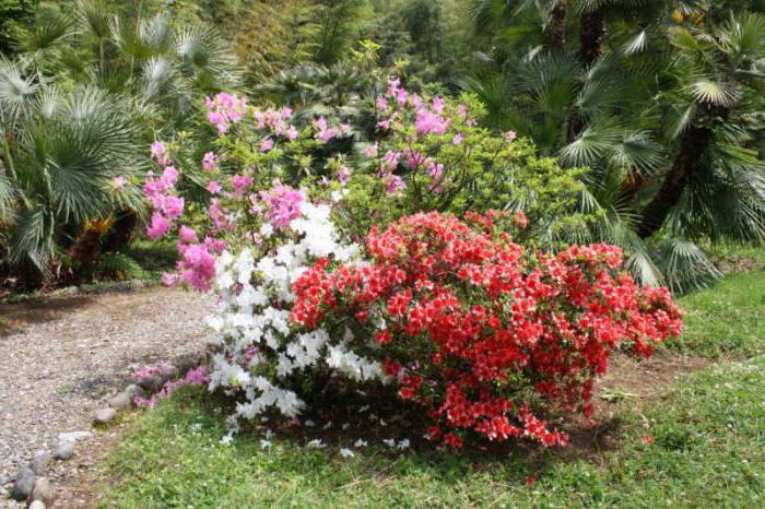  ботанический сад батуми отзывы