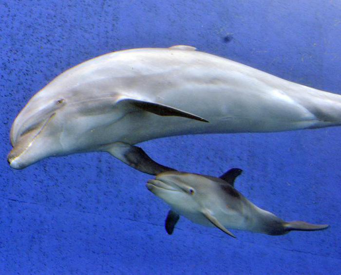 спящий дельфин фото