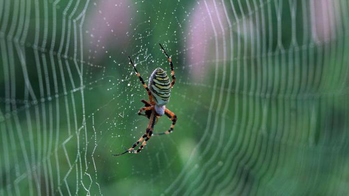 как паук плетет паутину и каковы ее особенности