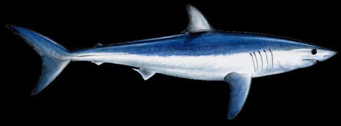 серо голубая акула мако