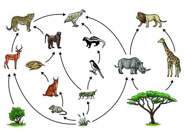 схема что дают растения животным и человеку