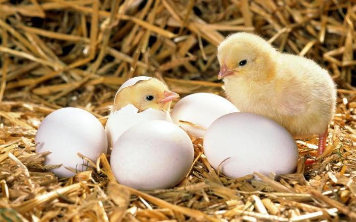 как определить оплодотворенное яйцо курицы