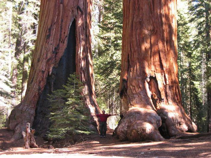 Старейшее дерево в мире