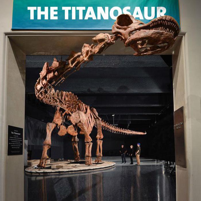 скелет динозавра в музее 