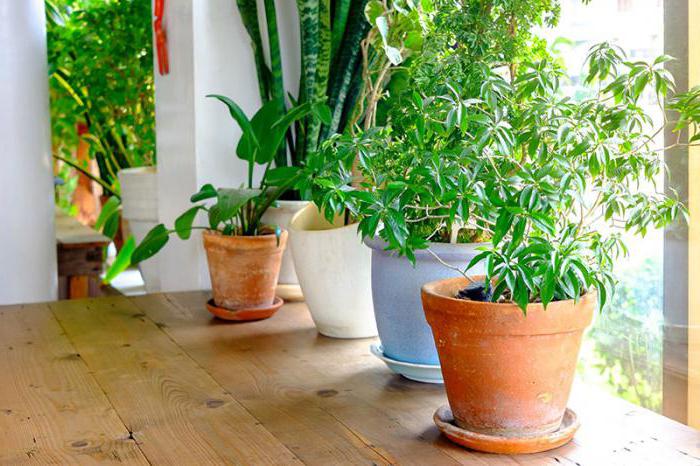 как ухаживать за растениями комнатными