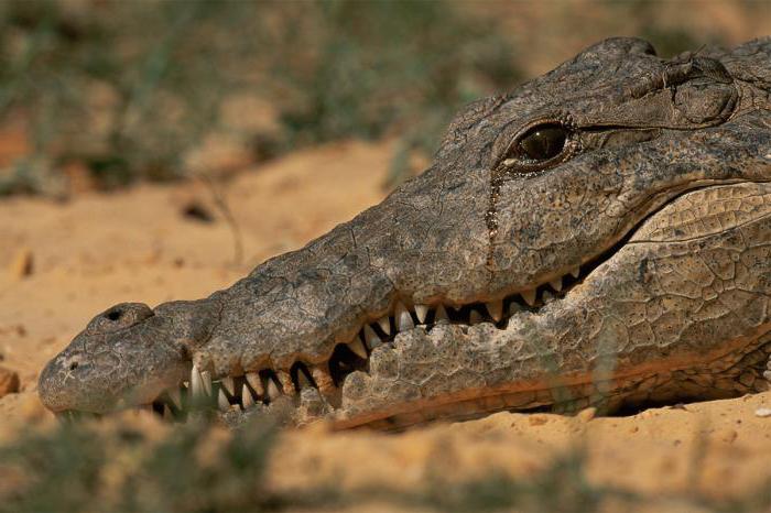 крокодиловы слезы значение и происхождение фразеологизма
