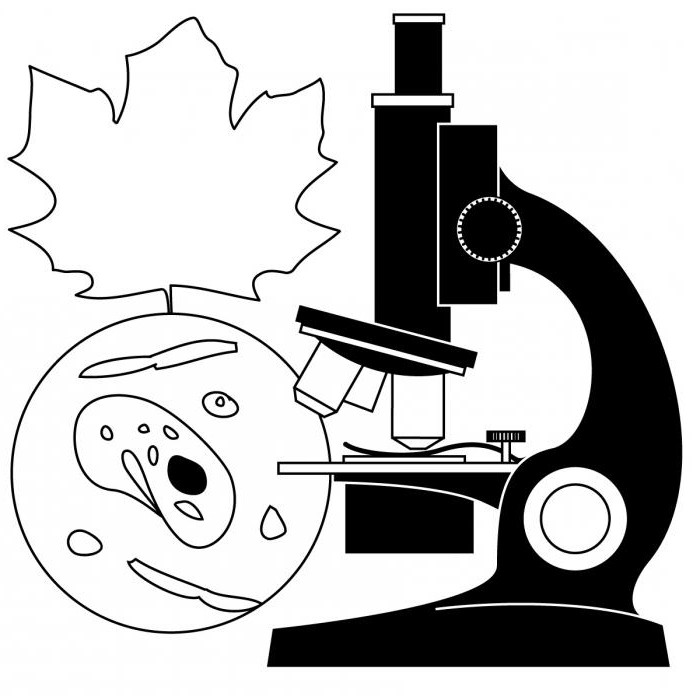  как выбрать микроскоп для школьника 
