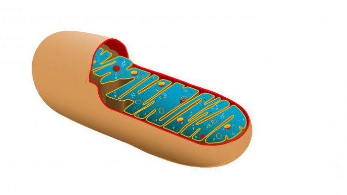 строение митохондрии