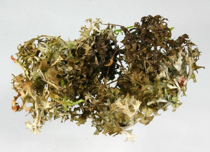 трава исландский мох лечебные свойства