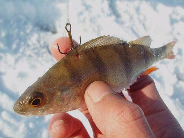 Правила зимней рыбалки на жерлицы