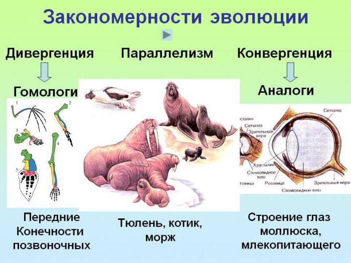 дивергенция представляет собой биология