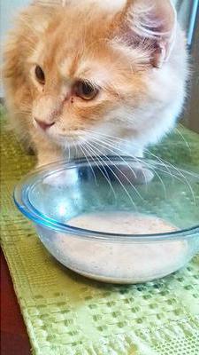 как отучить кота лазить по столам с помощью скотча