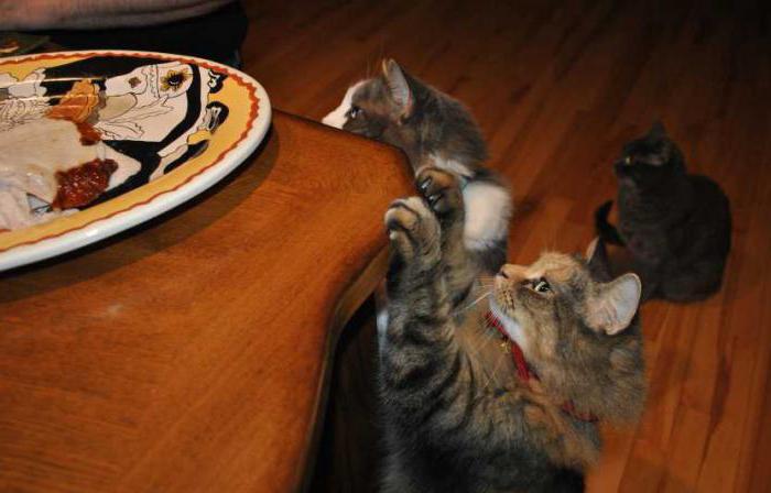 как отучить кошку лазить по столам и есть еду