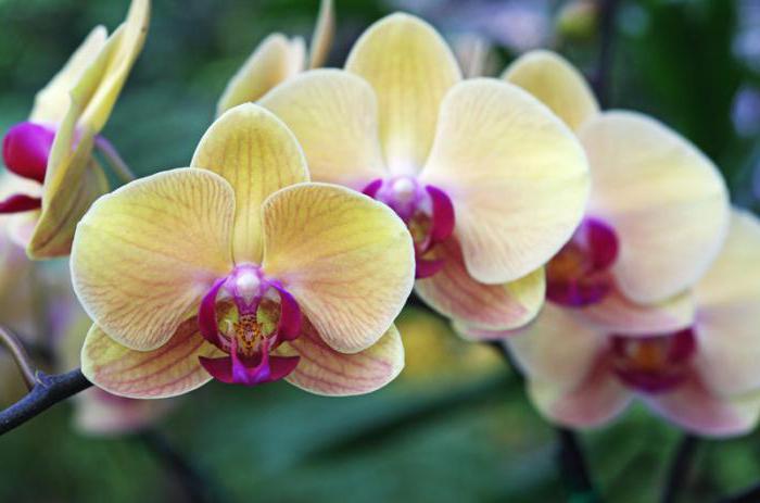 как спасти орхидеи