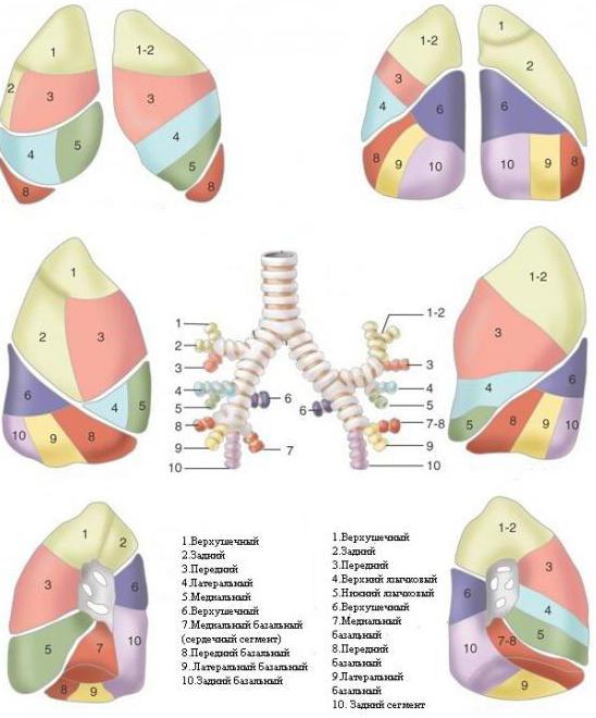 Доли и сегменты легких