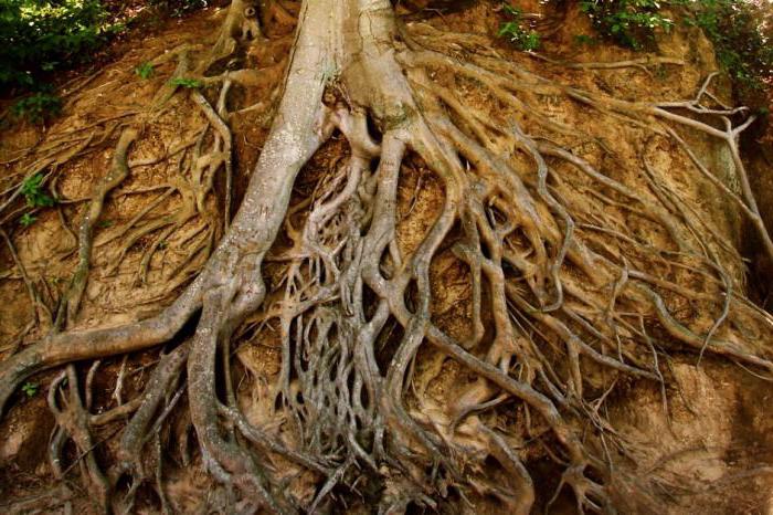 строение корня растения