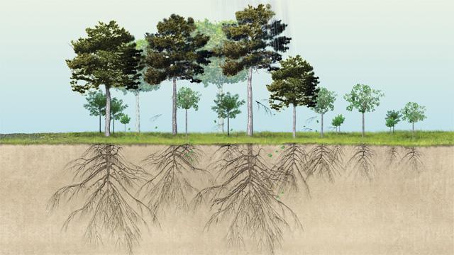 биология строение корня