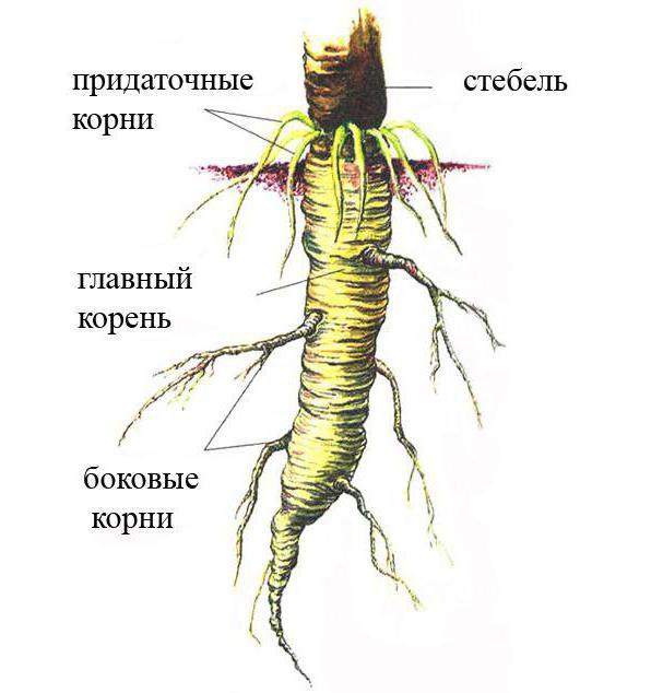 внешнее строение корня