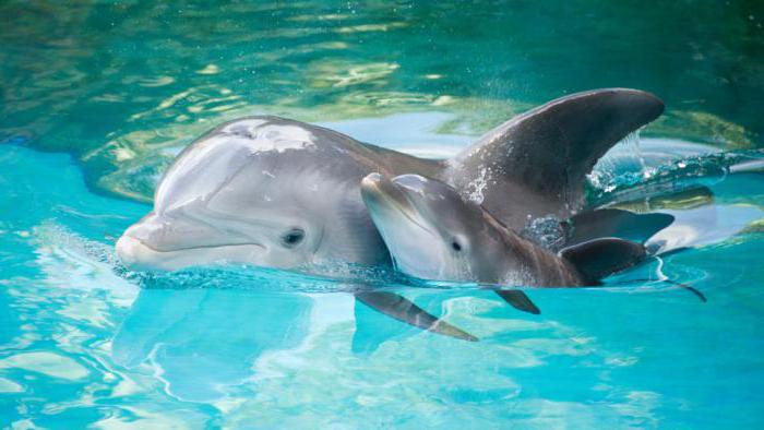 Сколько живут дельфины