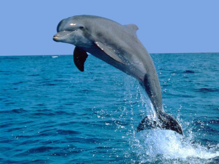 Сколько лет живут дельфины на воле