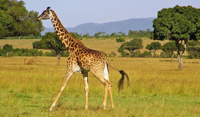 сколько у жирафа шейных позвонков