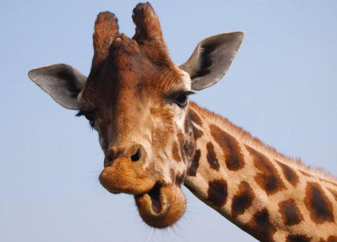 сколько позвонков в шейном отделе у жирафа