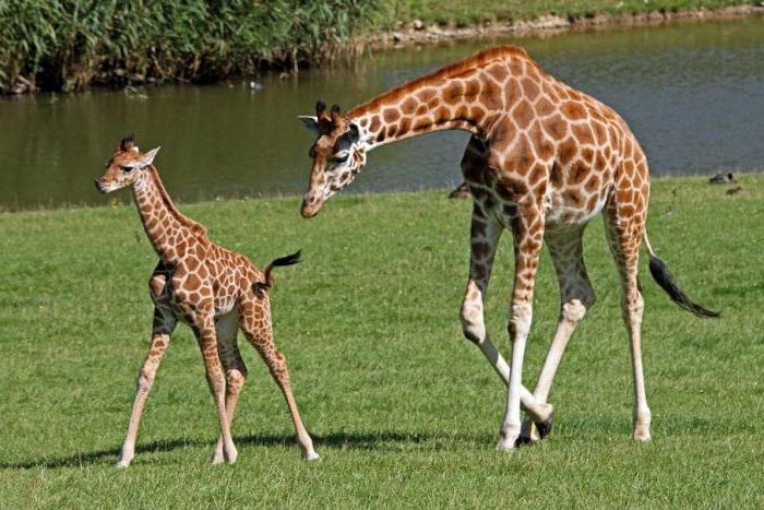 сколько шейных позвонков в позвоночнике жирафа