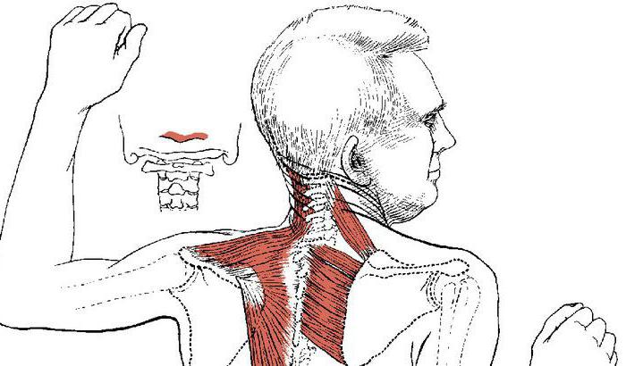ромбовидная мышца спины 