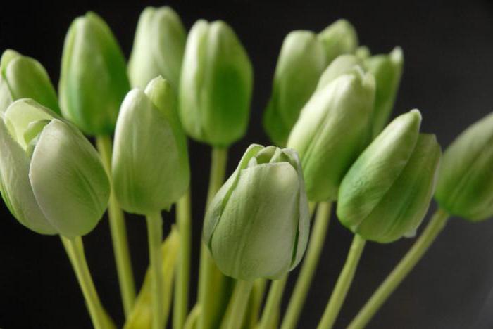 тюльпаны бело зеленые 
