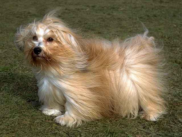 порода собак гаванский бишон