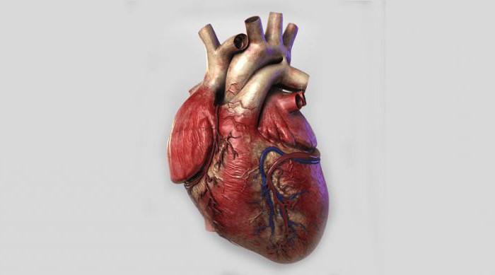 строение и функции сердца