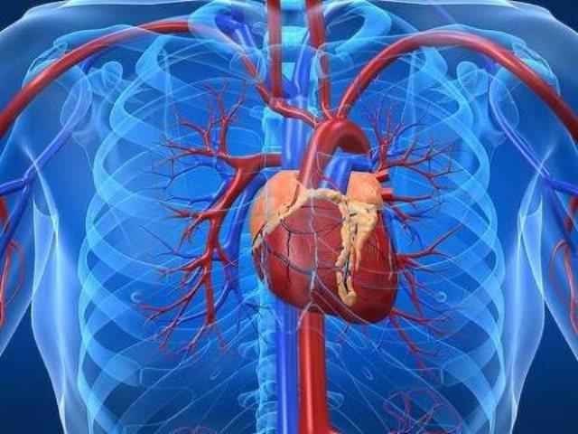 анатомия человека где находится сердце