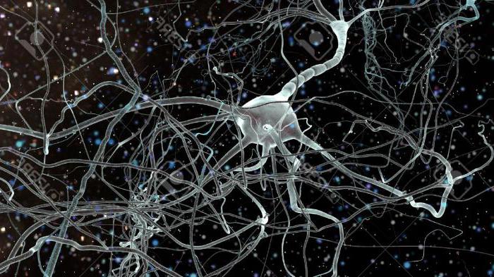 в нервной системе человека вставочные нейроны