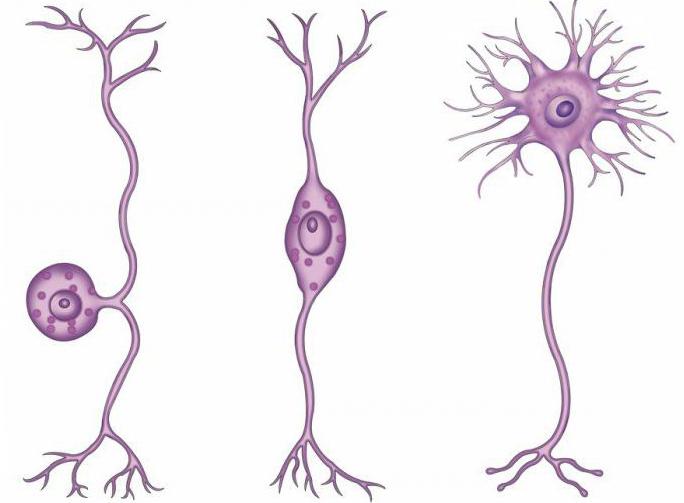 вставочный нейрон
