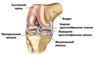 анатомия коленного сустава и связок
