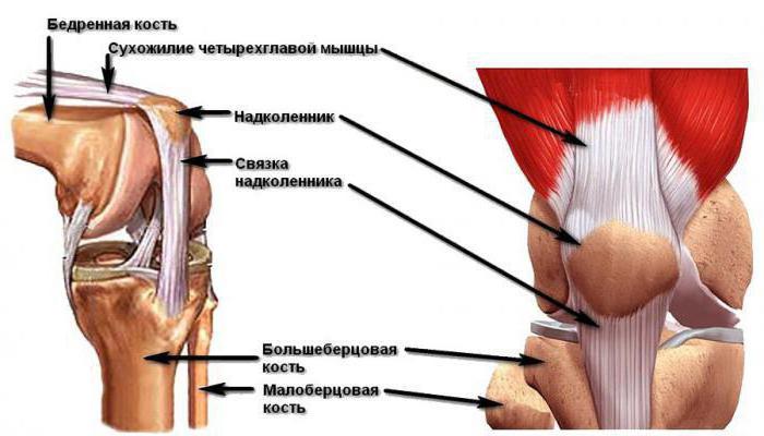 коленный сустав строение анатомия