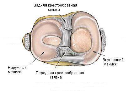 анатомия коленного сустава